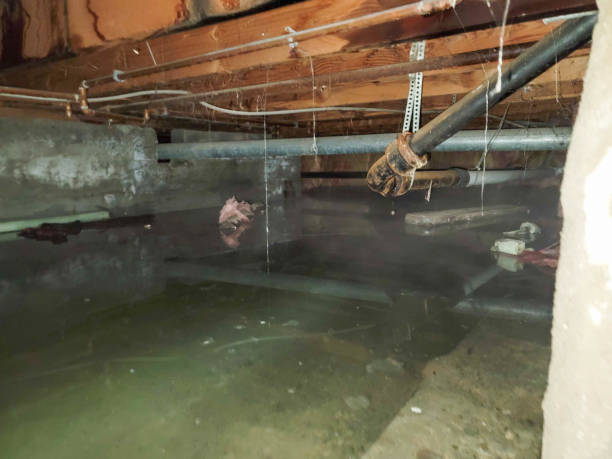 Best Basement water damage restoration  in Belvidere, NJ